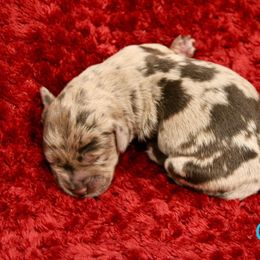 Labradoodle Puppies from Circle City Labradoodles