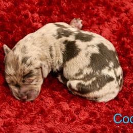 Labradoodle Puppies from Circle City Labradoodles