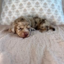Chocolate and cream dapple girl (darker, bigger) - Dapple female Dachshund puppy in Beaver, Pennsylvania from Meaden’s Mini Dachshunds