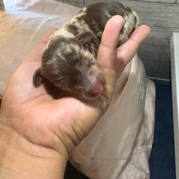 Anchor - Dapple male Dachshund puppy in Temecula, California from Naomi Magee's Dachshund Kennel