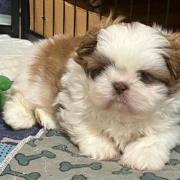 Wyatt - Liver and white male Shih Tzu puppy in Easley, South Carolina from Full of Shih Tzus
