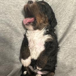 Bernedoodle Puppies from Bernied00dle Love