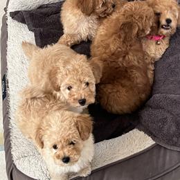 Peppino small white beige male - White male Poodle puppy in Victorville, California from ItalianToyPoodles