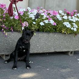 Bella - Black brindle female Cane Corso puppy in Diamond Springs, California from Solo Uno Cane Corso