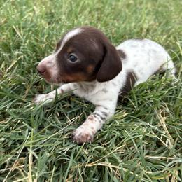 Bear - Piebald male Dachshund puppy in Hawley, Texas from Little e Dachshunds