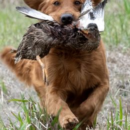 Golden Retriever Puppies from True Grit Golden Retrievers