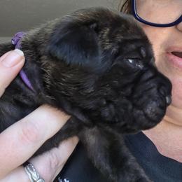 Cane Corso Puppies from CANE CORSO DI DROGHEDA