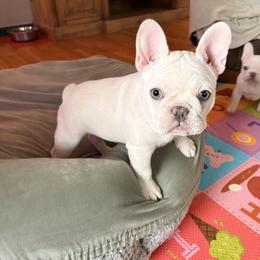Wednesday Adams - Cream female French Bulldog puppy in Boyne City, Michigan from Gichigami French Bulldogs