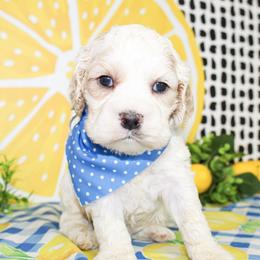 Nico - Buff and white male Cocker Spaniel puppy in Rattan, Oklahoma from Double M Cocker Spaniels