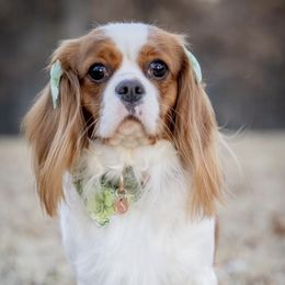 Cavalier King Charles Spaniels from Cavaliers By Faith