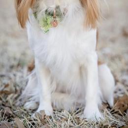 Cavalier King Charles Spaniels from Cavaliers By Faith