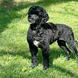 Portuguese Water Dog Puppies from Top Notch Portuguese Water Dogs