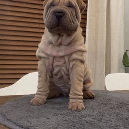 Chinese Shar-Pei, French Bulldog, and Xoloitzcuintli Puppies from Ranch Royale