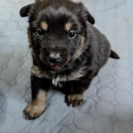 Purple girl - Kukka - Black and tan female Lapponian Herder puppy in Prattsburgh, New York from Maalattu Koirankoppi Lapponian Herders