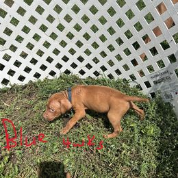 Blue - Golden rust male Vizsla puppy in Sioux County, Iowa from Pheasant Poppers Vizslas