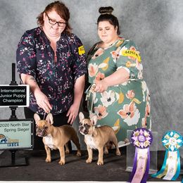 French Bulldogs from SpoCo's French Bulldogs
