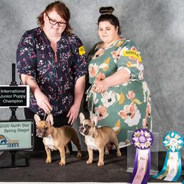 French Bulldogs from SpoCo's French Bulldogs