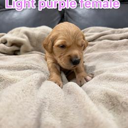 Light purple - Golden female Golden Retriever puppy in Salt Lake City, Utah from Soaring golden retrievers