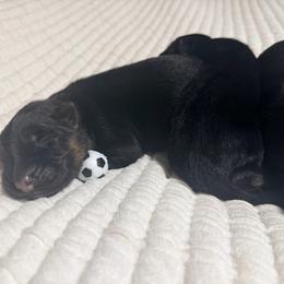 Boy 1 - Black and red male German Shepherd puppy in Watervliet, Michigan from Von Kingsburg Shepherds