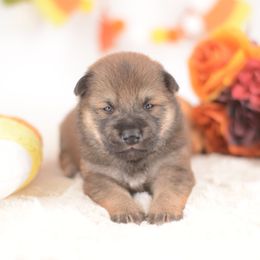 Amen -FULL AKC REGISTRATION- - Sesame male Shiba Inu puppy in Neosho, Missouri from Kenny Cave K9s