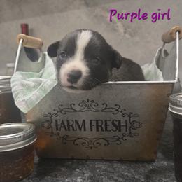 Purple - Black and white female Cardigan Welsh Corgi puppy in Lynchburg, Ohio from Old Iron Farm