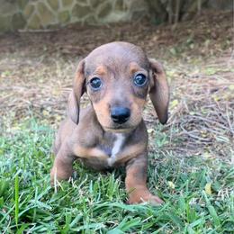 Blue - Sable male Dachshund puppy in Bremen, Georgia from Asapp’s Sweet and Spicy Dachshunds
