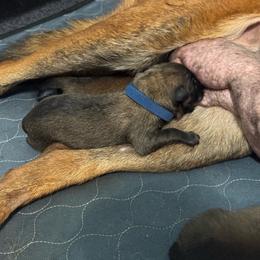 Navy - Fawn male Belgian Malinois puppy in Westminster, South Carolina from Fromage Malinois