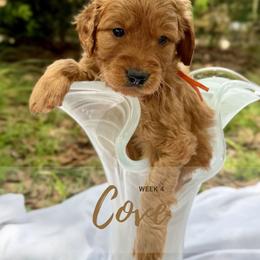 Goldendoodle Puppies from Ruby Pupper Doodles