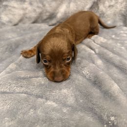 Baylor - Chocolate and tan female Dachshund puppy in Gaston, Indiana from Sunshine’s Dachshunds