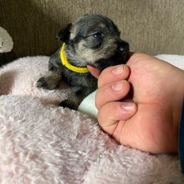 Maisie (Yellow Collar) - Salt and pepper female Miniature Schnauzer puppy in San Diego, California from KMS-Miniature Schnauzers