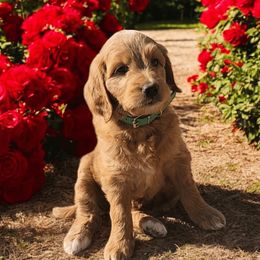 Sage - Lime-Green Girl 1 - Goldendoodle puppy from Marvelous Mannered K9s of Texas