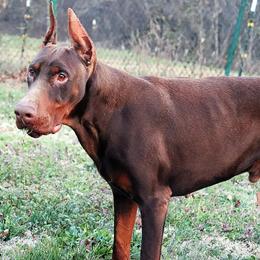 Leo - Doberman Pinscher