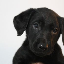 Golden Retriever and Labrador Retriever Puppies from Trenlock Kennels