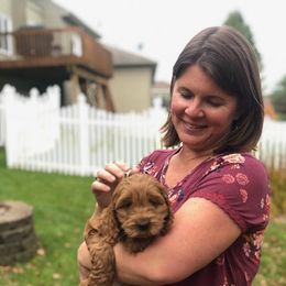 Cockapoo Puppies from Maple’s Cockapoo Puppies