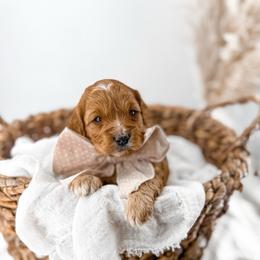 Hattie's Last Chapter- Story - Apricot female Goldendoodle puppy in Russell Springs, Kentucky from Milk & Honey Doodles