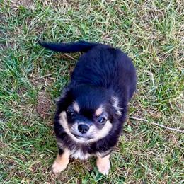 Bek - Chihuahua