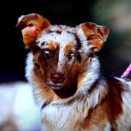 Pineki - Red merle female Australian Shepherd puppy in Pima, Arizona from Lazy D Ranch Australian Shepherds