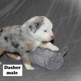 Miniature Australian Shepherd Puppies from Monticello Mini's