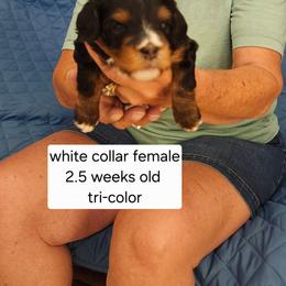 White collar lilly - Tri-color female Bernedoodle puppy in Fairmount, Indiana from Capens' Doodles,Poodles and Poo's