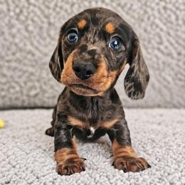 Black and tan dapple male - Dapple male Dachshund puppy in Belle Rive, Illinois from Akin's Miniature Dachshunds, LLC