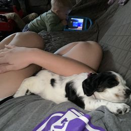 English Springer Spaniel Puppies from Cedar Ridge Kennels