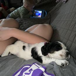 English Springer Spaniel Puppies from Cedar Ridge Kennels