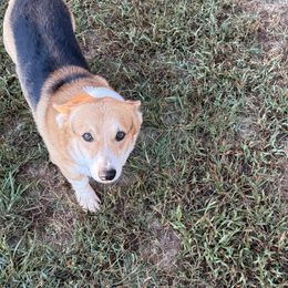 Cash - Pembroke Welsh Corgi