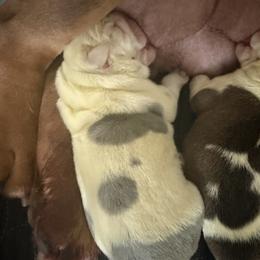 Girl 2 - Lilac tri-color female Bulldog puppy in Aiken, South Carolina from Hayzlett Family English Bulldogs