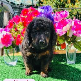 Butterfly-Phantom - Phantom female Goldendoodle puppy in Beecher, Illinois from Erica’s Doodles
