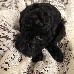 Ashland - Black female Poodle puppy in Bokoshe, Oklahoma from Eden's Acre