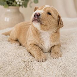 Mason (Orange) - Apricot male Aussiedoodle puppy in Byron, Georgia from Southern Olive Doodles 🫒