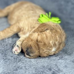 Chandler Green Collar - Apricot male Goldendoodle puppy in Lexington, North Carolina from Deborah’s Doodles