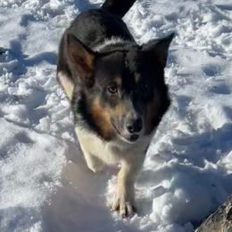 Brewski - Pembroke Welsh Corgi