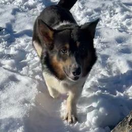 Brewski - Pembroke Welsh Corgi